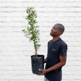 Star Jasmine - CAPE TOWN ONLY